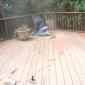 deck-paint-repair (214)